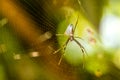 A spider in its web in the tree. Royalty Free Stock Photo