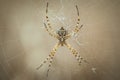 Spider in its web waiting for hunting, great detail of his mouth and paws