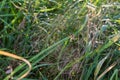 Spider on its web woven on reed in sunny morning