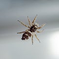 Spider jumper on glass close-up macro