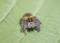 Spider jumper posing on the leaves Royalty Free Stock Photo