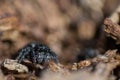 Black fluffy spider steed on bark of tree