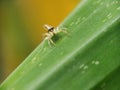 Spider jumping above green leaves baclground Royalty Free Stock Photo