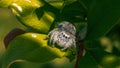 Spider jumping on the leaves of the tree