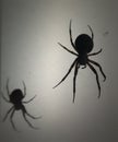 Spider just hanging out with it& x27;s shadow Royalty Free Stock Photo