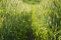 Spider among the keeping-up wheat