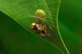 Spider with kill , Aarey Milk Colony ,INDIA Royalty Free Stock Photo