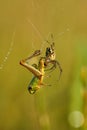 Spider killing a grasshopper caught in spider web Royalty Free Stock Photo