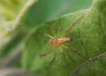 A spider known as Oxyopes salticus on the eggplant leaf