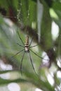 Spider Laba-Laba Royalty Free Stock Photo