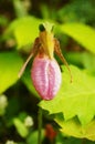 Spider in Ladyslipper Flower Royalty Free Stock Photo
