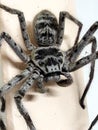 Spider Royalty Free Stock Photo