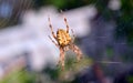 Spider Royalty Free Stock Photo