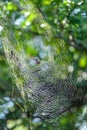 Spider Large Web Prey Wildlife