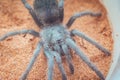 Spider larva-Brazilian Salmon Pink Tarantula