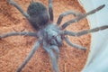 Spider larva-Brazilian Salmon Pink Tarantula