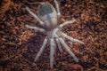 Spider larvae-Brazilian Salmon Pink Tarantula