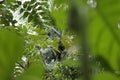 spider on the leaf