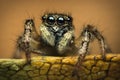 High magnification of a jumping spider standing on a leaf Royalty Free Stock Photo