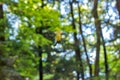 Spider-leaf fallen leaves. woods scene of a spiderweb on a fall morning holding dew and a yellow and brown leaf Royalty Free Stock Photo