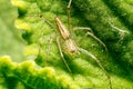 spider on leaf