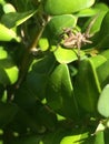 Spider on a leaf