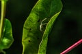 Spider. Leaf of a plant.