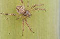 Spider on a leaf Royalty Free Stock Photo