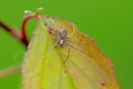 A spider on a leaf of a tree in nature Royalty Free Stock Photo
