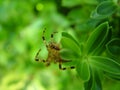 Spider on leaves Royalty Free Stock Photo