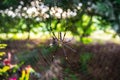 Spider on cobweb on nature background