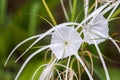 spider lilies blooming beautifully in the garden