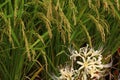 Spider Lilies, or higanbana, Royalty Free Stock Photo