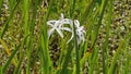 Spider lilies