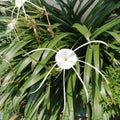 Spider lilies