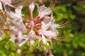 Spider Lilies in the Spring