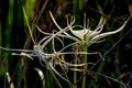Spider Lilies, Wildflowers in Texas