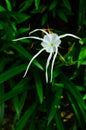 Spider lilies (hymenocallis) in the backyard