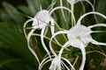 Spider lilly white flower in green background Royalty Free Stock Photo