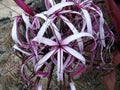 Spider Lily or Crinum amabile Royalty Free Stock Photo