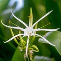 Spider lily Crinum asiaticum Royalty Free Stock Photo