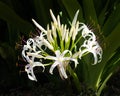 Spider Lily Crinum oliganthum white flower