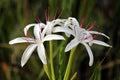 Spider Lily