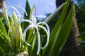 Spider Lily in Hawaii