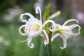 Spider Lily, Hymenocallis festalis, white flowers Royalty Free Stock Photo