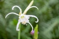 Spider Lily, Hymenocallis festalis, white flowers Royalty Free Stock Photo