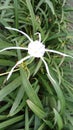 Spider Lily Hymenocallis Littoralis Royalty Free Stock Photo