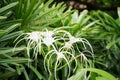 Spider lily Hymenocallis littoralis flower in Singapore Royalty Free Stock Photo