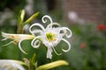 Spider Lily, Hymenocallis festalis, white flower Royalty Free Stock Photo