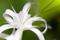 Spider lily outdoors